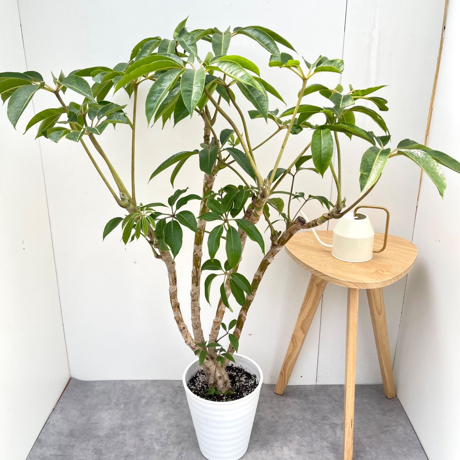 ツピタンサス　シェフレラ　ピュックレリ　1【現品】観葉植物　室内　大型