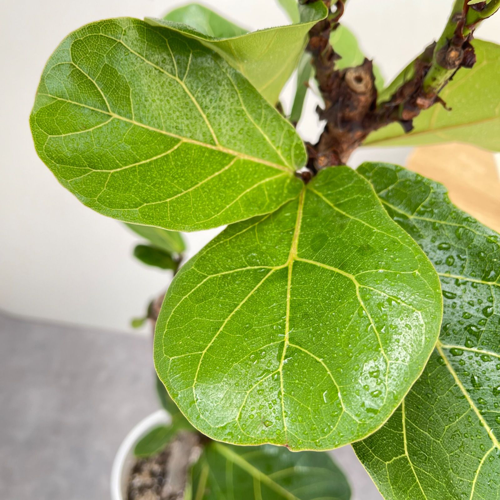 カシワバゴム フィカス リラータ 8【現品】観葉植物 大型 室内 - メルカリ