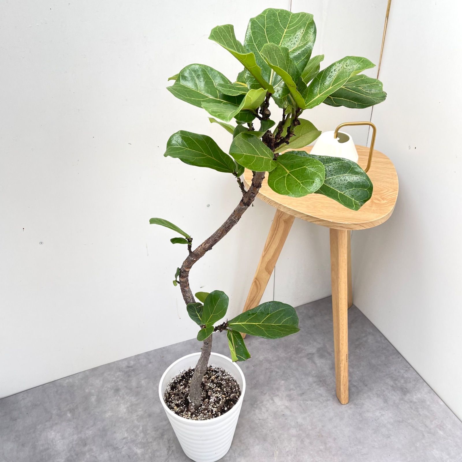 カシワバゴム フィカス リラータ 8【現品】観葉植物 大型 室内 - メルカリ