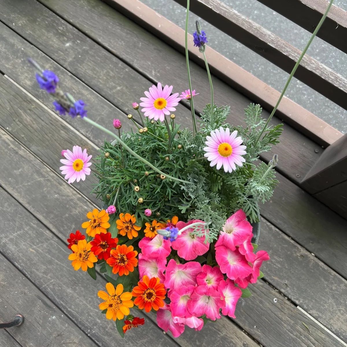 花苗寄せ植えセット 4苗 - メルカリ