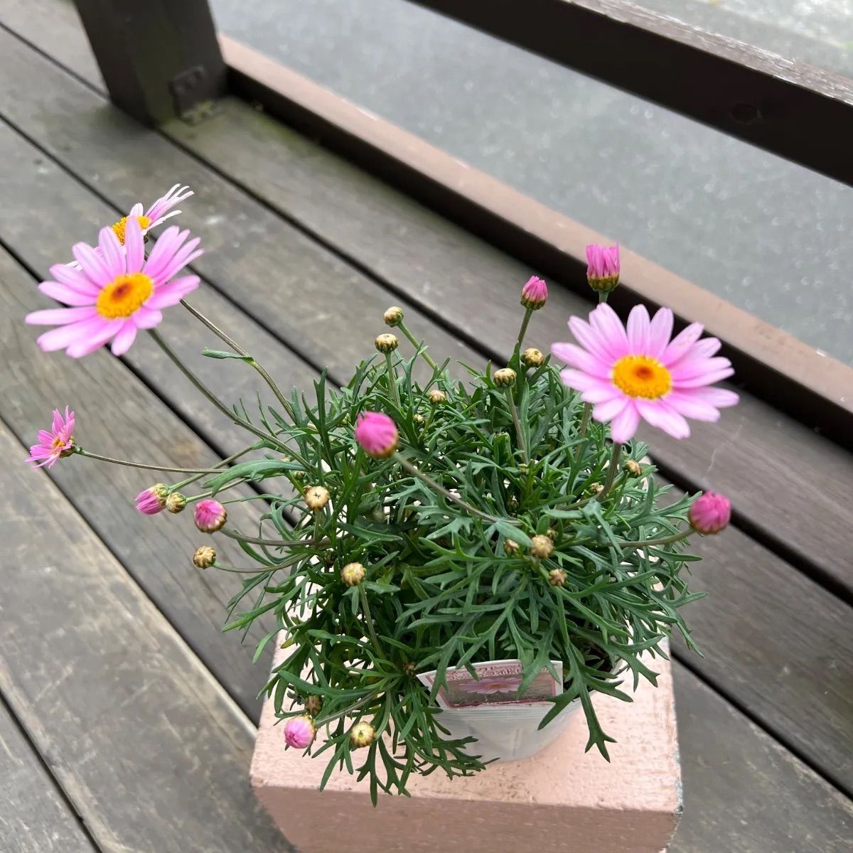 花苗寄せ植えセット 4苗 - メルカリ