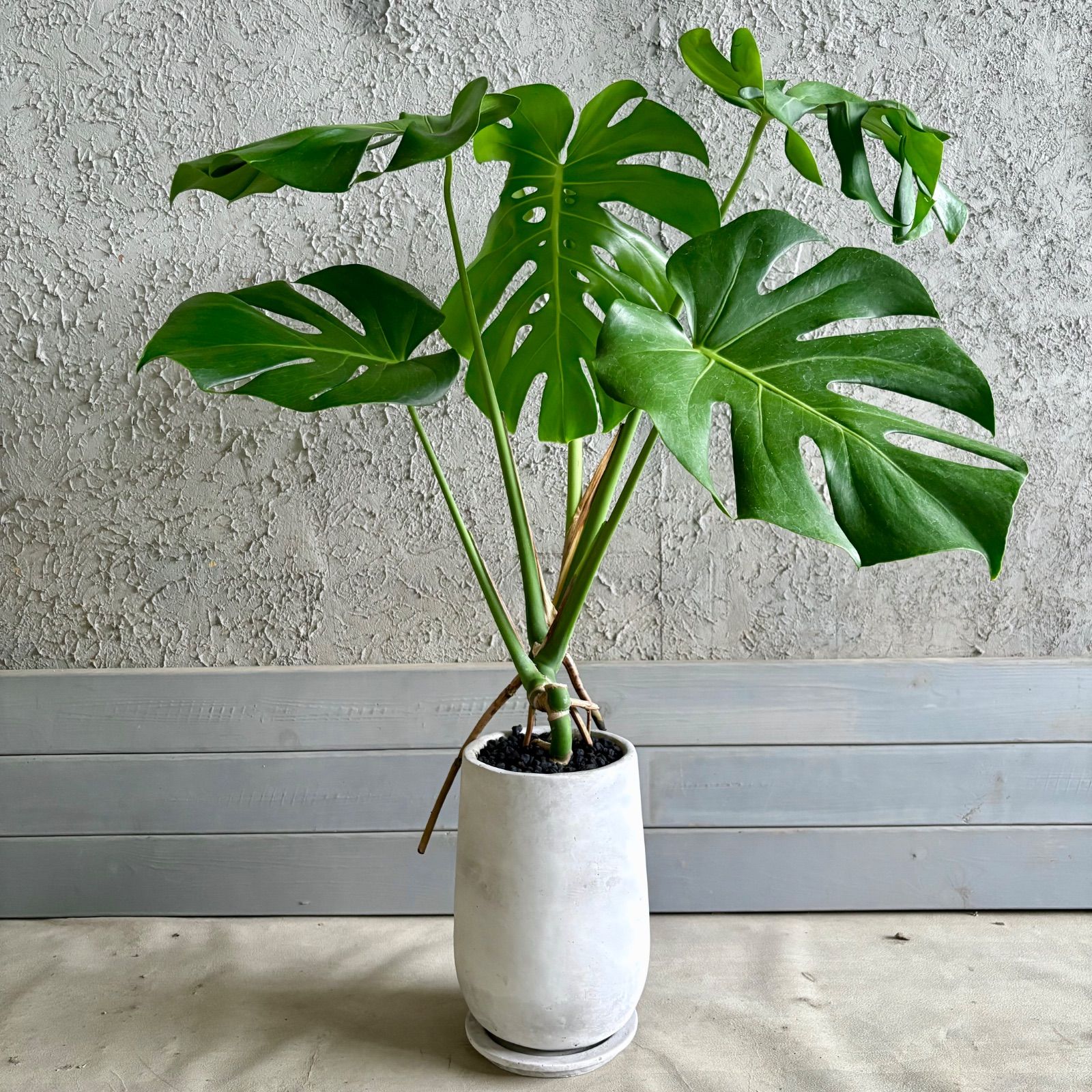 厳選された植物と鉢】根上がり 美形 モンステラ デリシオーサ 6号