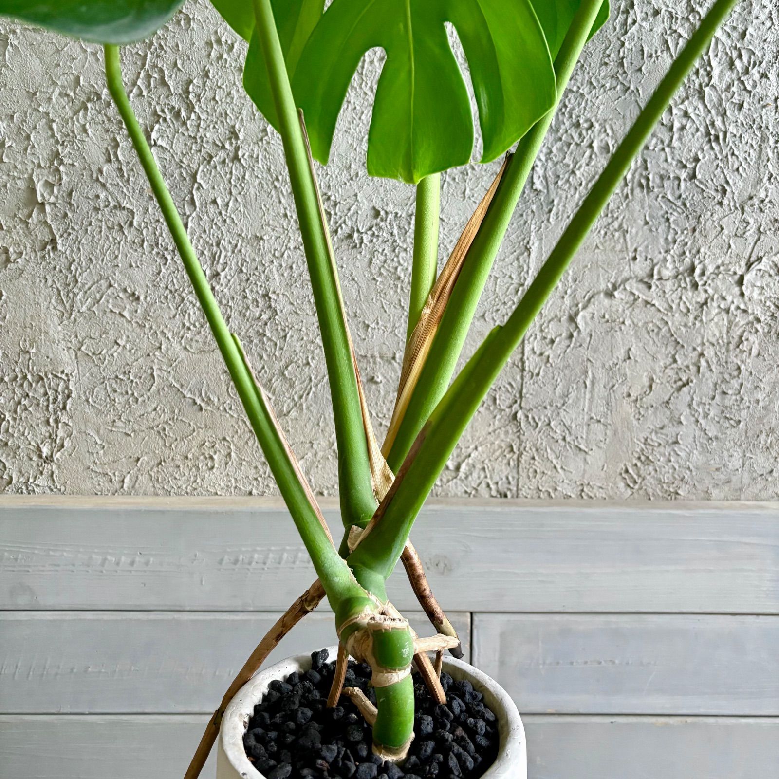 厳選された植物と鉢】根上がり 美形 モンステラ デリシオーサ 6号