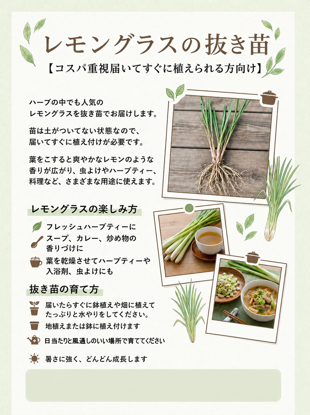 コスパ重視すぐに植えられる方向け】レモングラスの抜き苗 8本セット