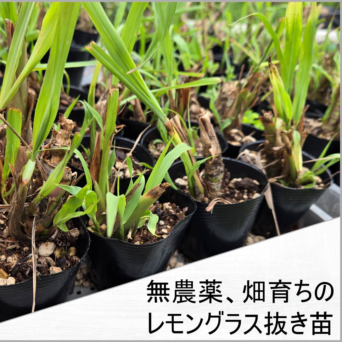 コスパ重視すぐに植えられる方向け】レモングラスの抜き苗 8本セット