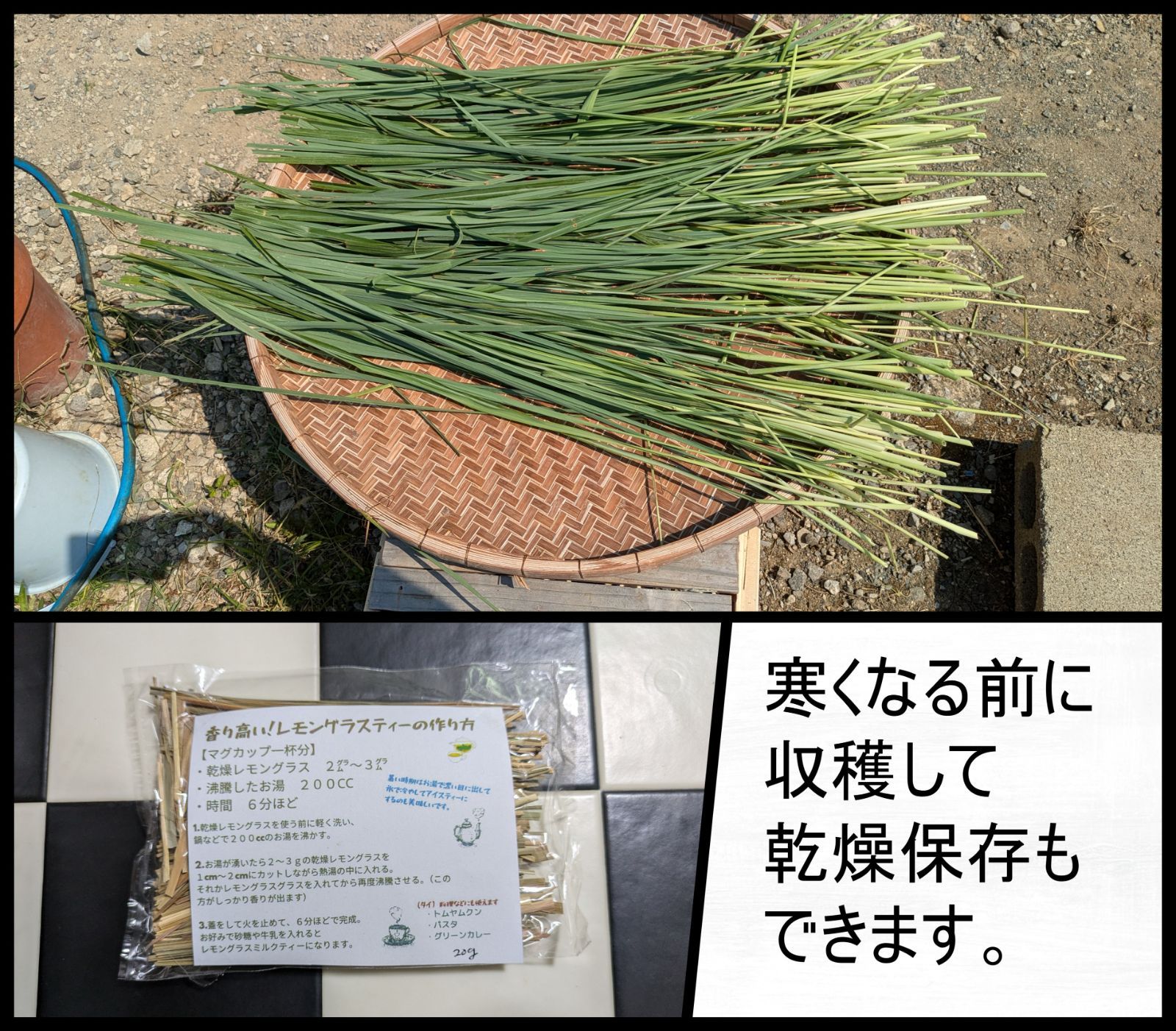 コスパ重視すぐに植えられる方向け】レモングラスの抜き苗 8本セット