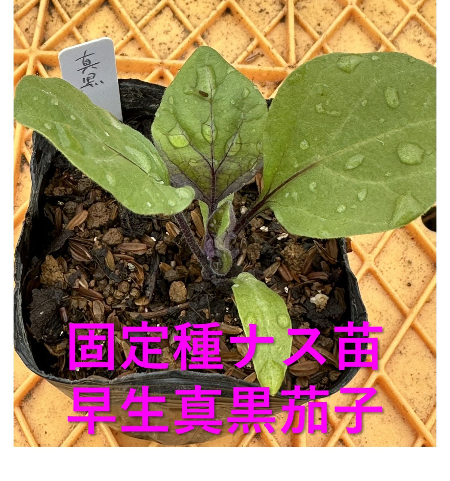 固定種ナス苗 早生真黒茄子 4本組 無農薬育苗 - メルカリ