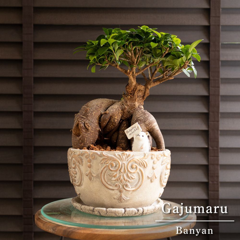 ガジュマルの木 7号 陶器鉢 ピック付 観葉植物 ガジュマル 多幸の木 0429PB