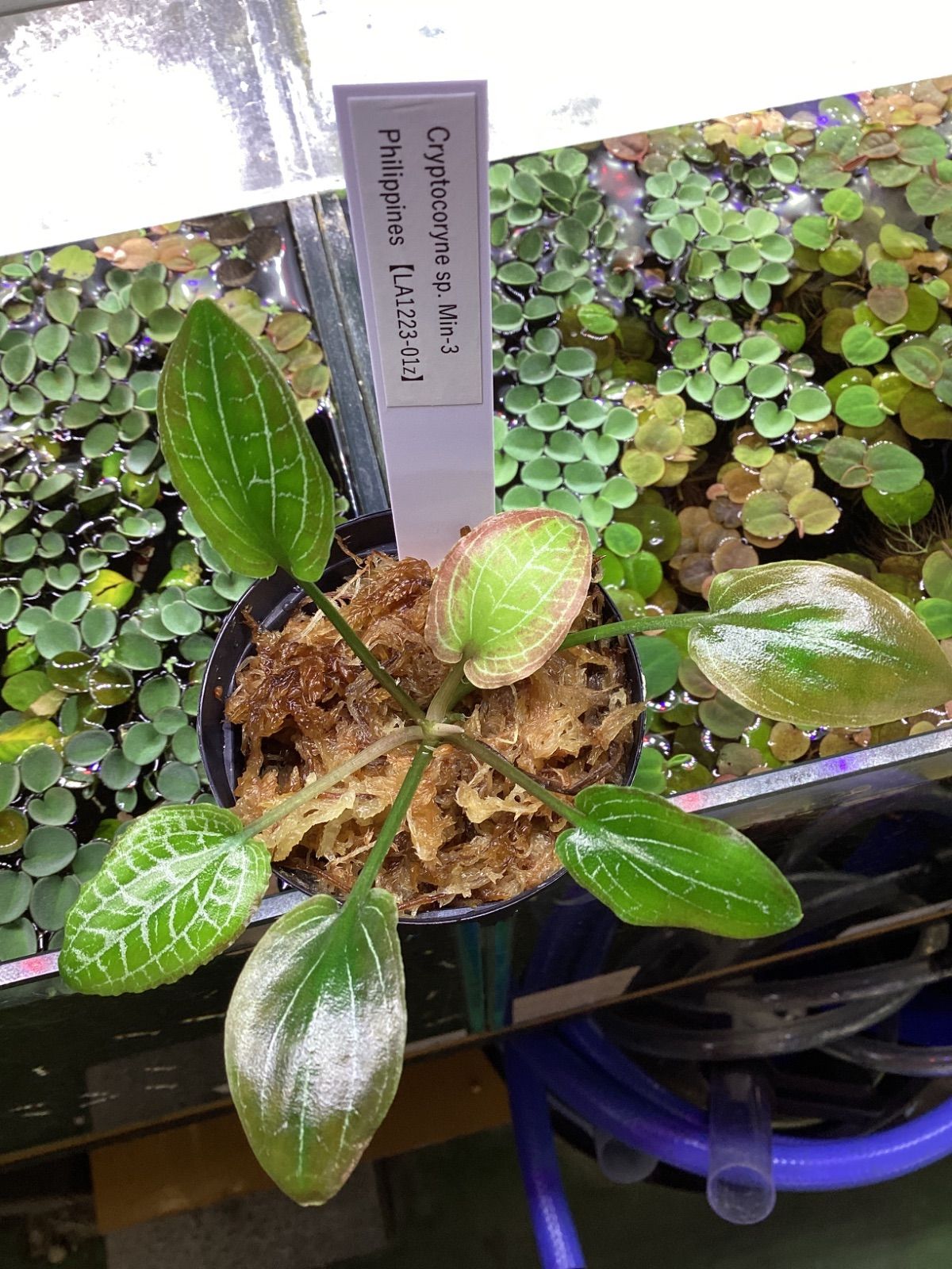 Cryptocoryne sp. “Min-3” Philippines 【LA1223-01z】