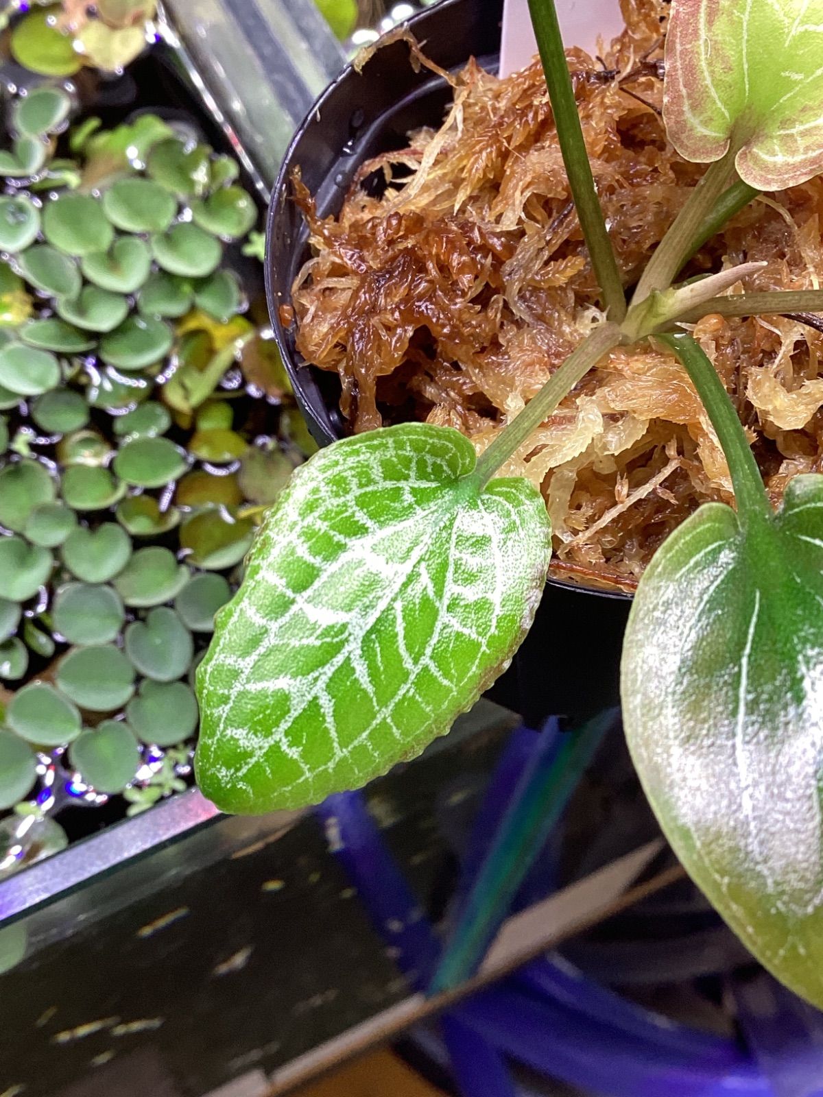 Cryptocoryne sp. “Min-3” Philippines 【LA1223-01z】 Cryptocoryne sp. “Min-3” Philippines 【LA1223-01z】