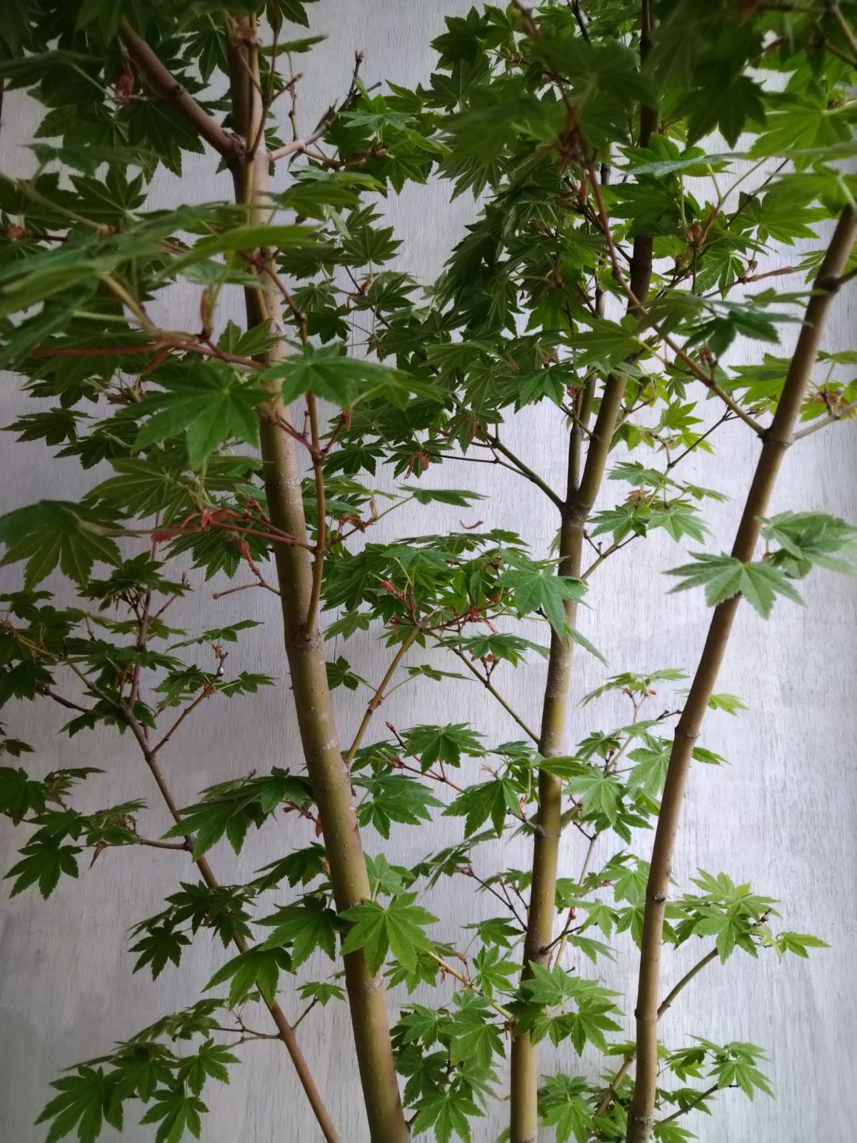 コハウチワカエデ株立ち➁ - メルカリ