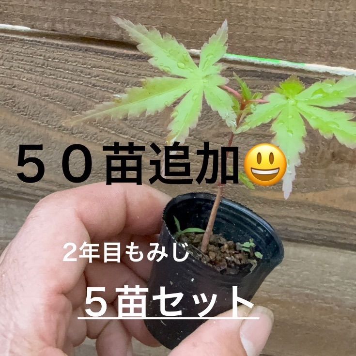 山もみじ　幼苗×50 50苗追加♪ もみじ5苗セット♫ 2年目 2歳もみじ 初回80苗限定