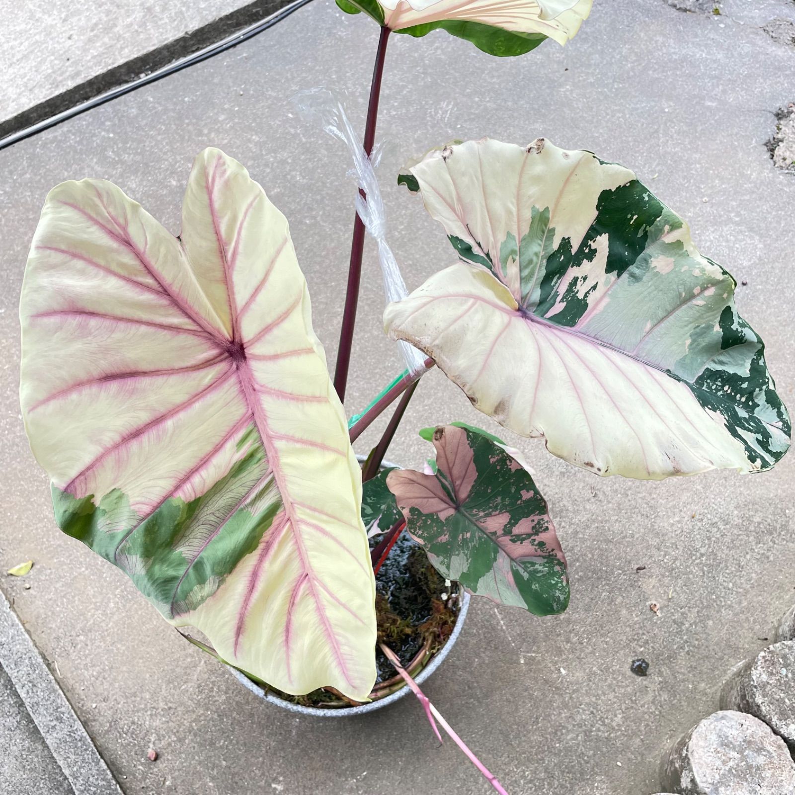 希少美斑コロカシア ファーストピンクcolocasia first pink 希少美斑