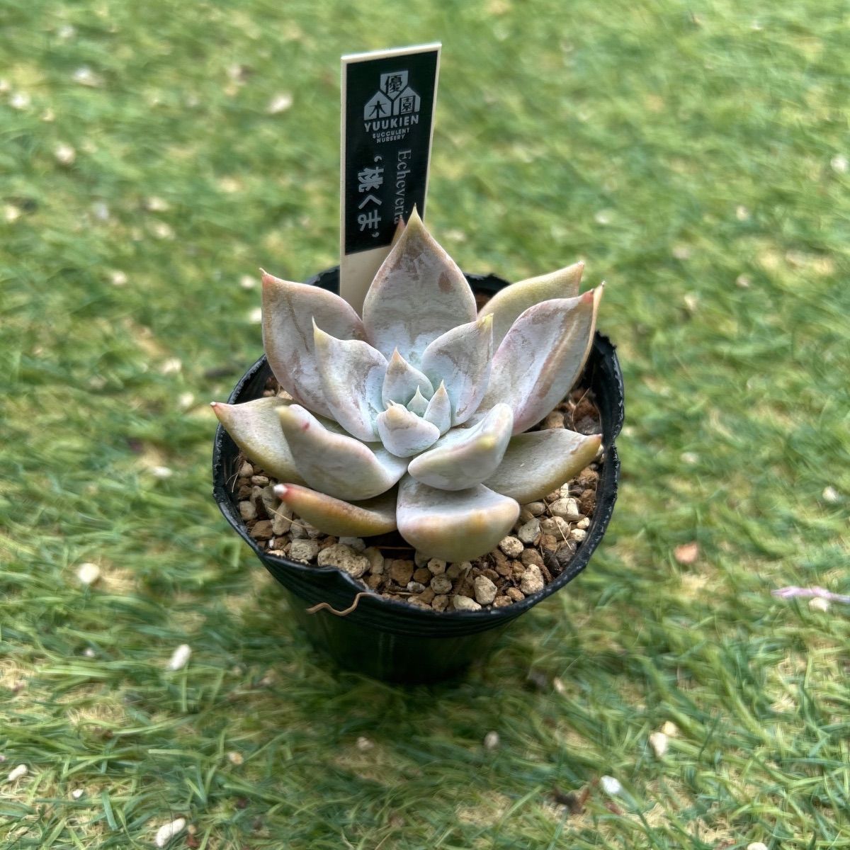 多肉植物 桃くま カット苗 - メルカリ