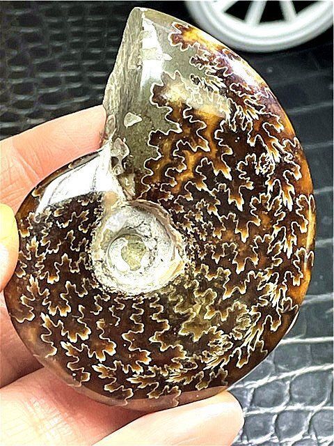☆貴重－アンモナイト縫合線オパール化石標本B91U3/27U12C - メルカリ