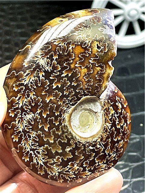 ☆貴重－アンモナイト縫合線オパール化石標本B91U3/27U12C - メルカリ
