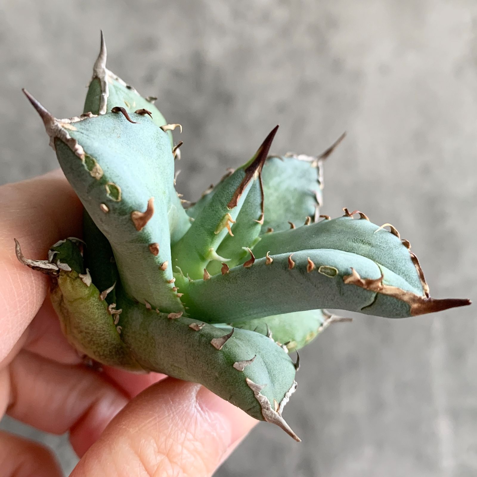 Agave titanota チタノタ トリカラー 希少株 F13830【S級！超希少 チタノタ】 アガベ チタノタ 『 阿修羅 』 Agave