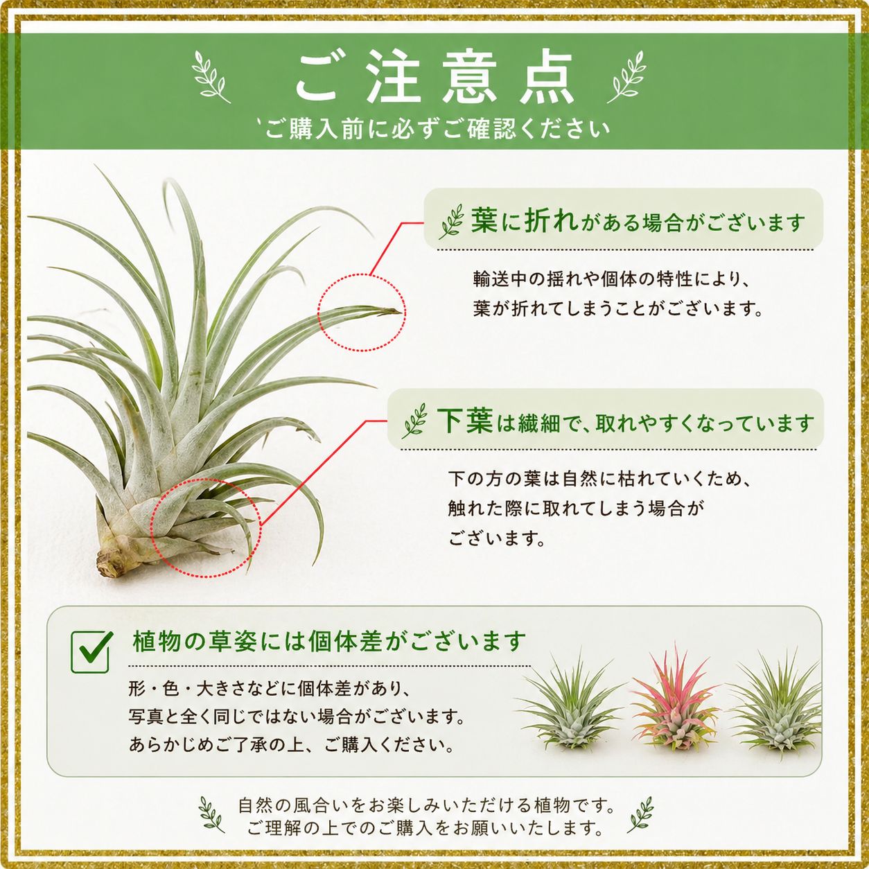 エアプランツ 【おまかせ3種類 Sサイズ】 チランジア エアープランツ