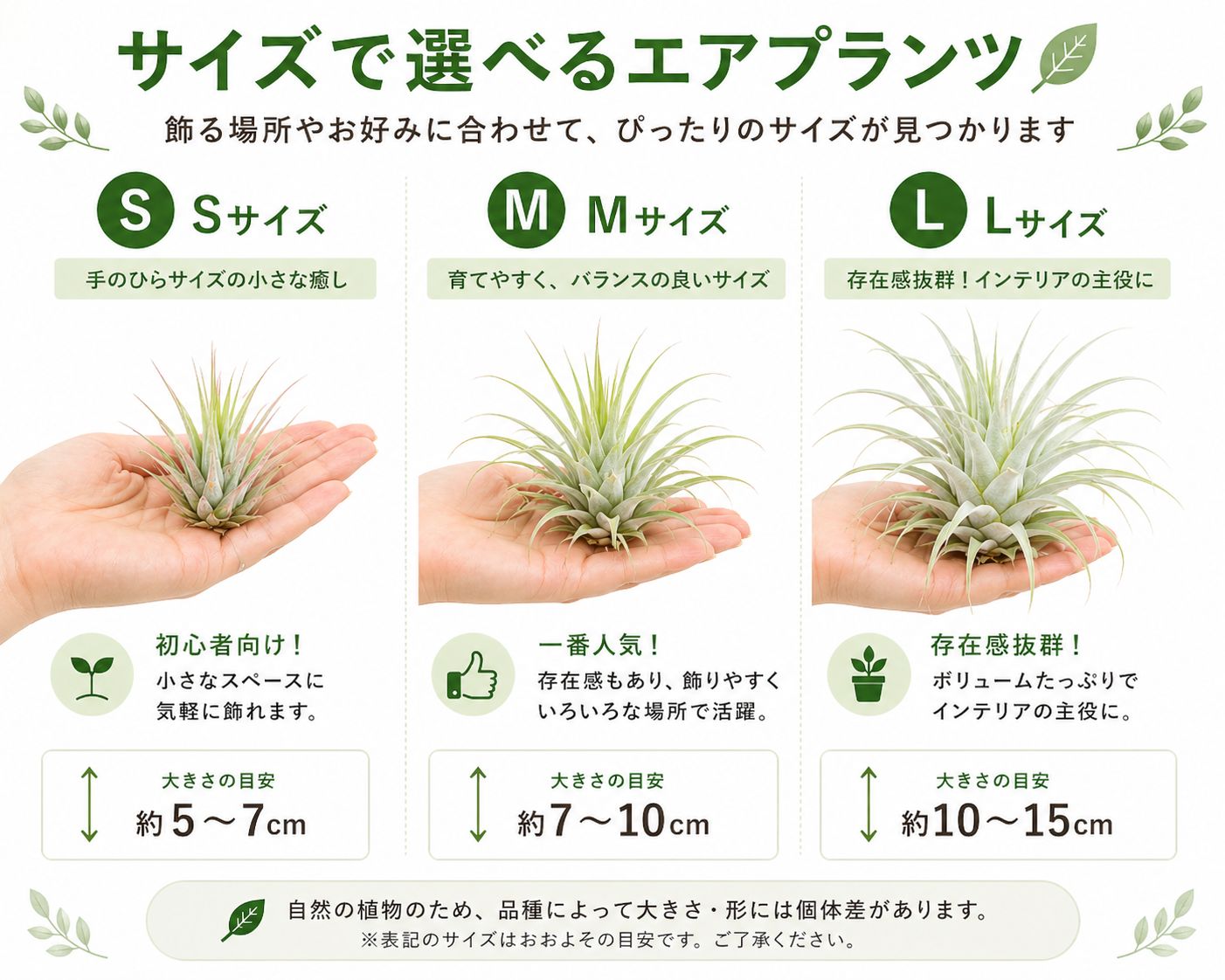 エアプランツ 【おまかせ3種類 Sサイズ】 チランジア エアープランツ