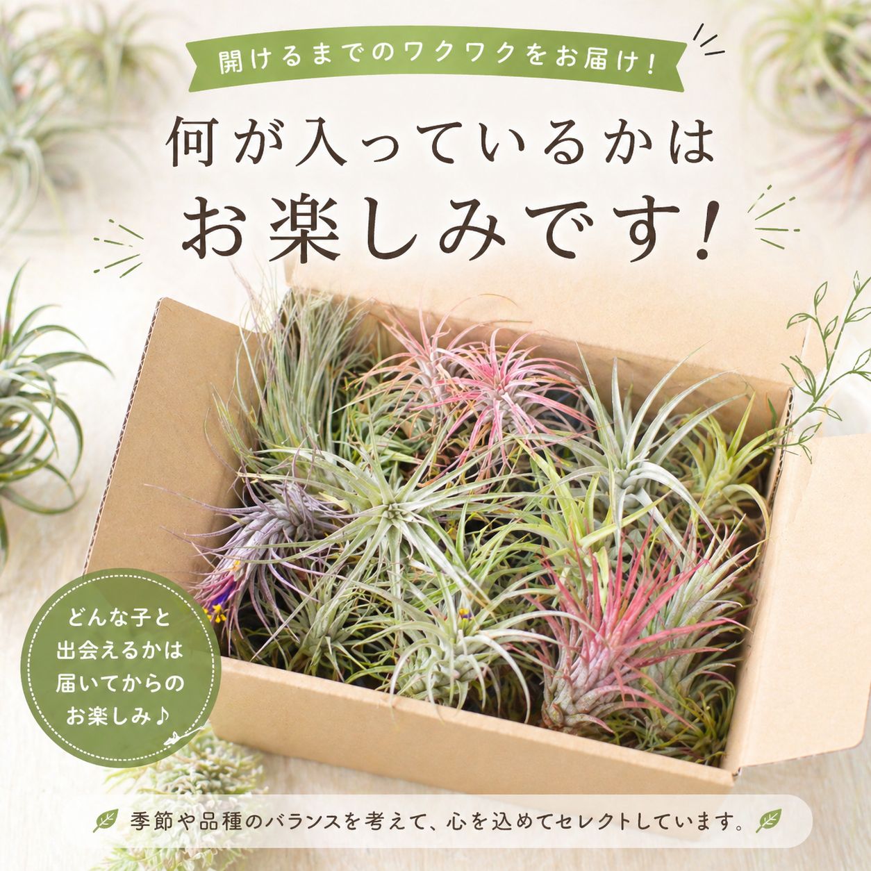 エアプランツ 【おまかせ3種類 Sサイズ】 チランジア エアープランツ