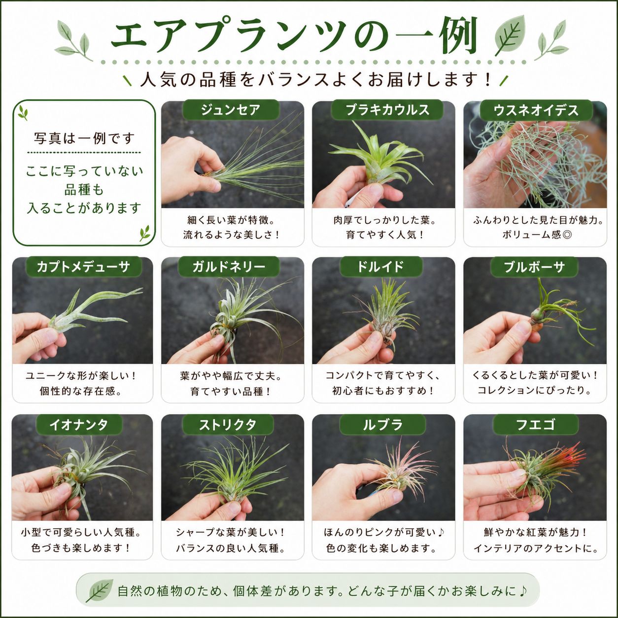 エアプランツ 【おまかせ5種類 Sサイズ】 チランジア エアープランツ