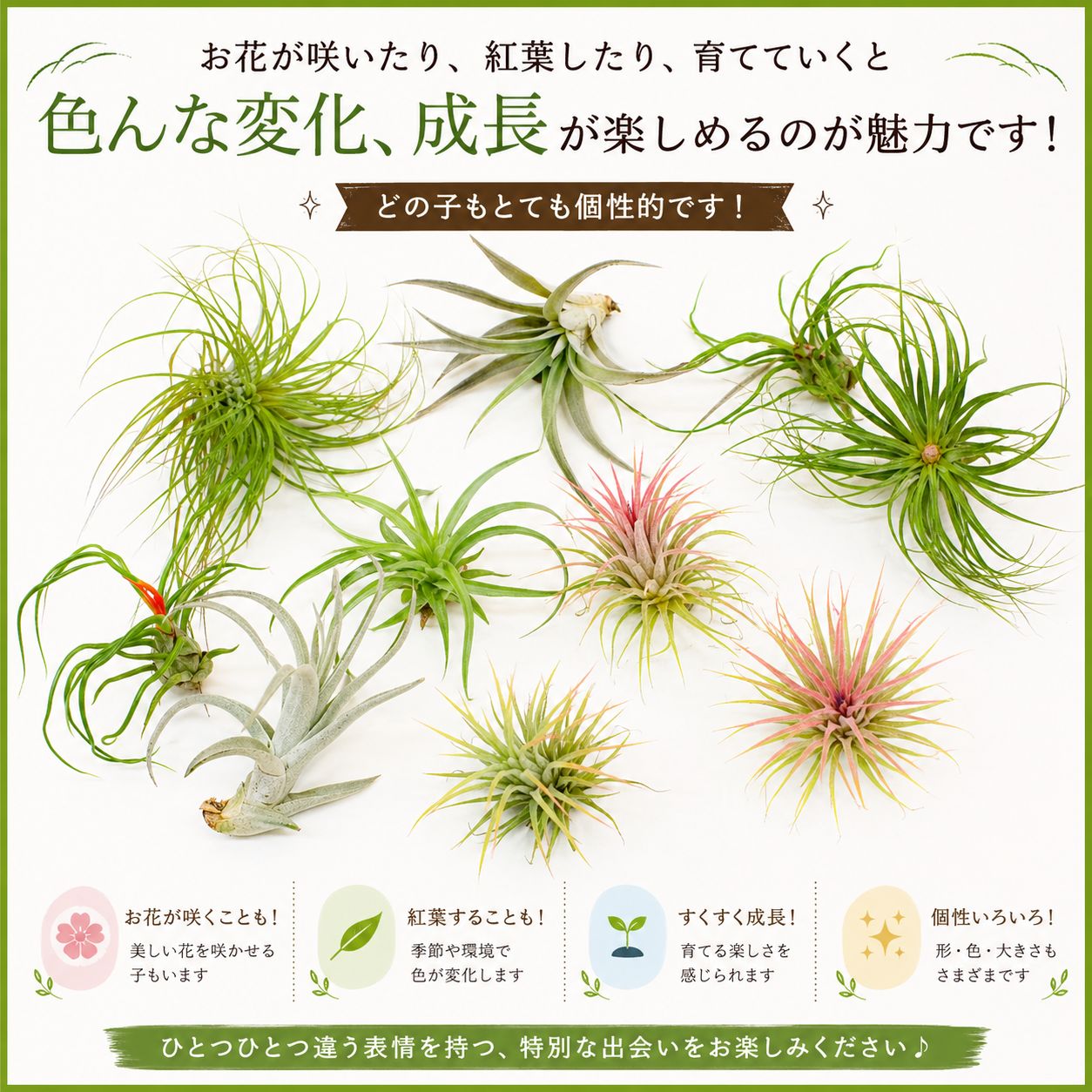 エアプランツ 【おまかせ5種類 Sサイズ】 チランジア エアープランツ