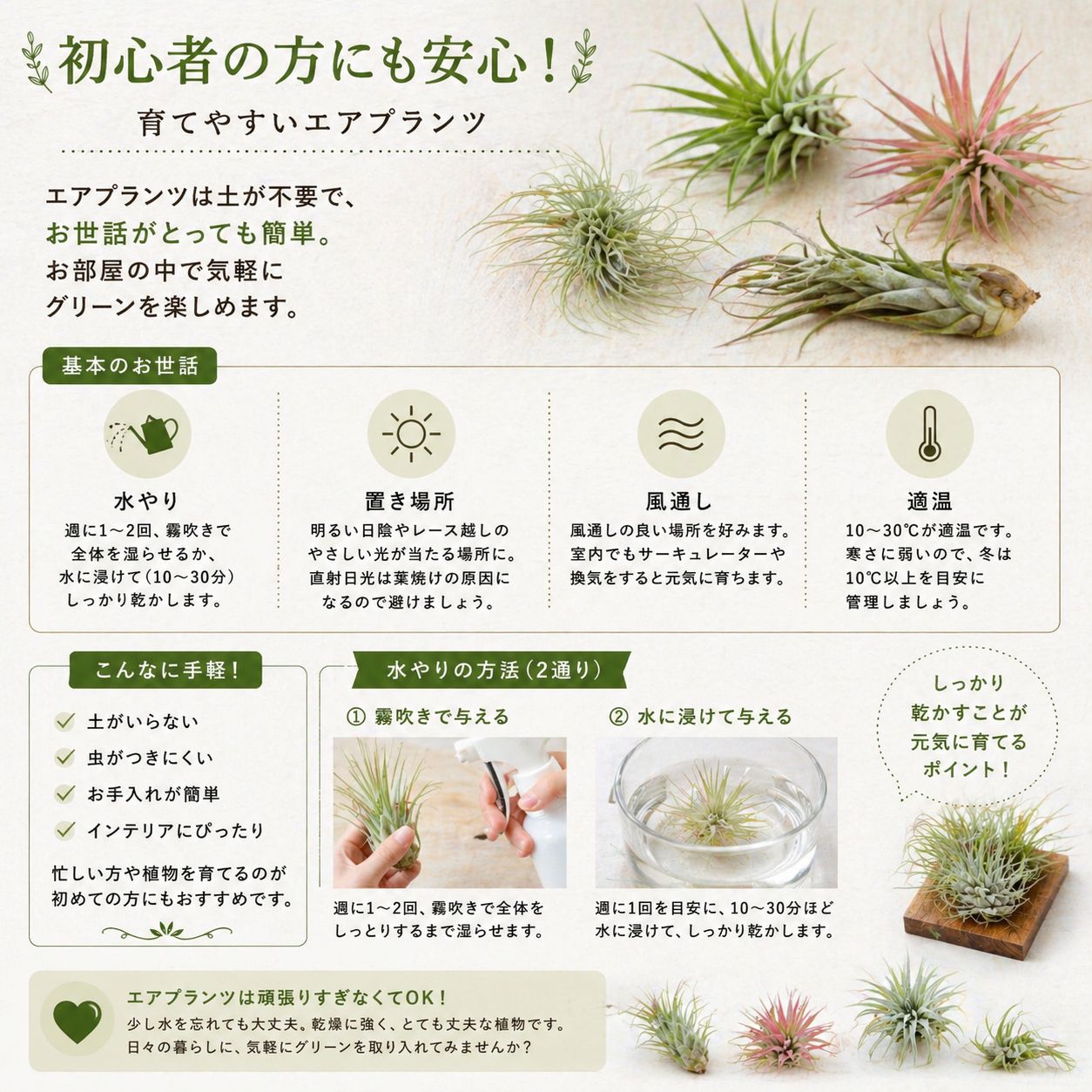エアプランツ 【おまかせ5種類 Sサイズ】 チランジア エアープランツ