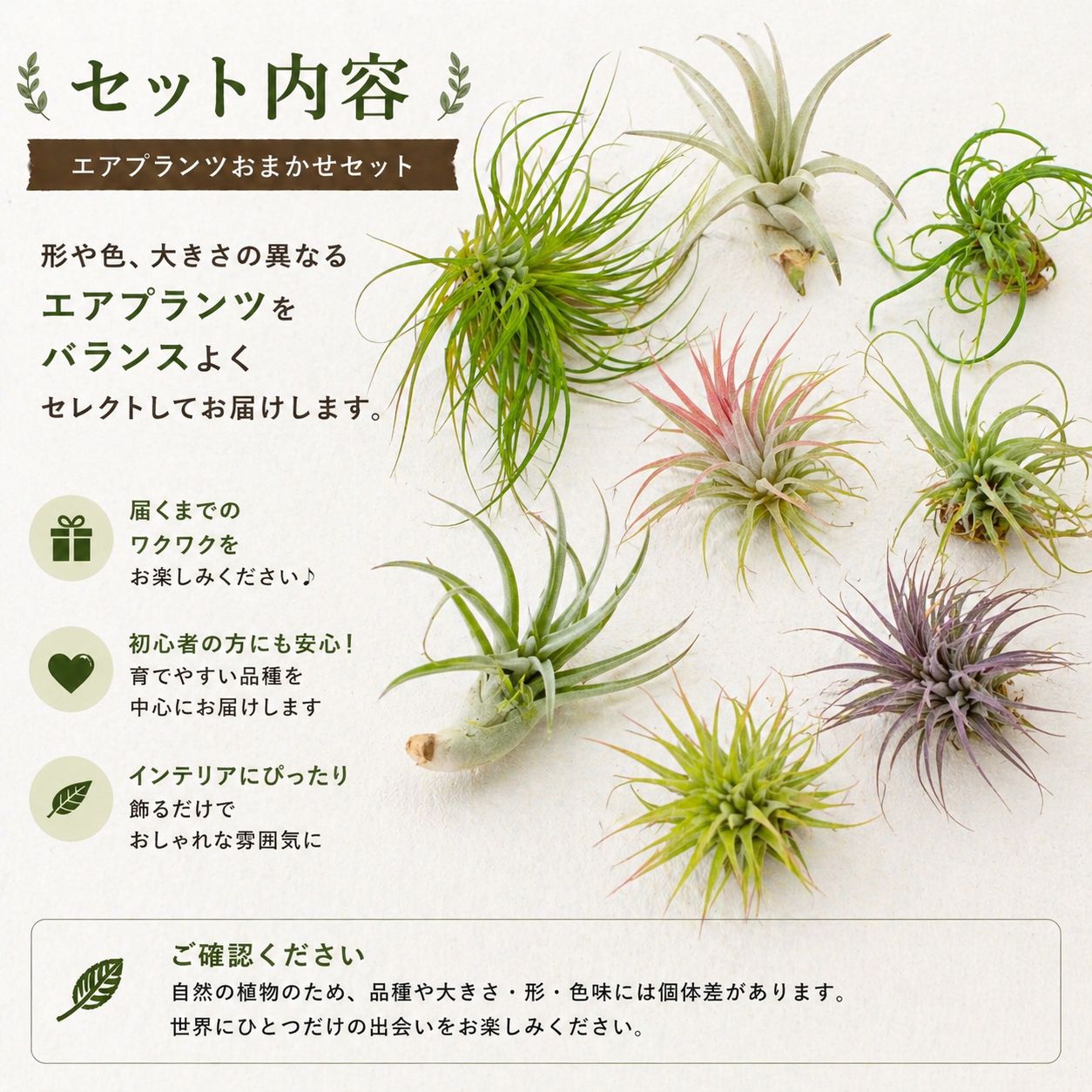エアプランツ 【おまかせ5種類 Sサイズ】 チランジア エアープランツ
