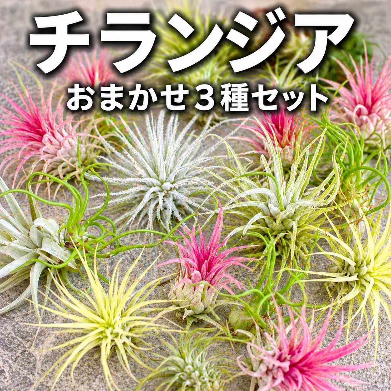 エアプランツ 【おまかせ3種類 Sサイズ】 チランジア エアープランツ