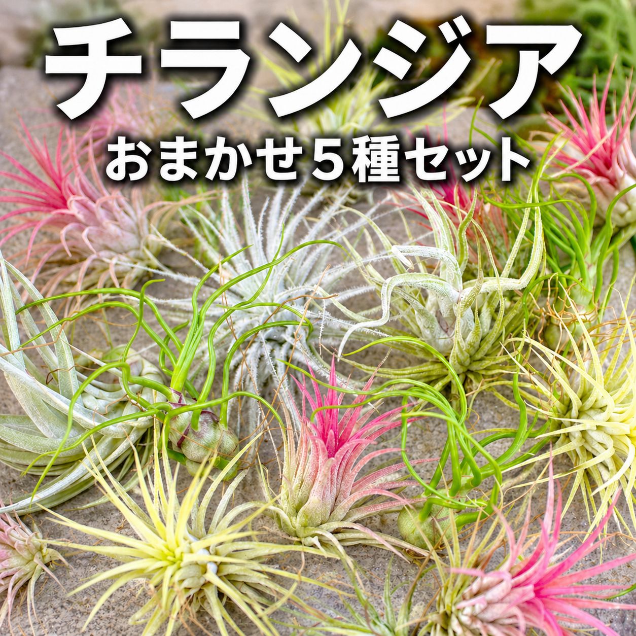 エアプランツ 【おまかせ5種類 Sサイズ】 チランジア エアープランツ