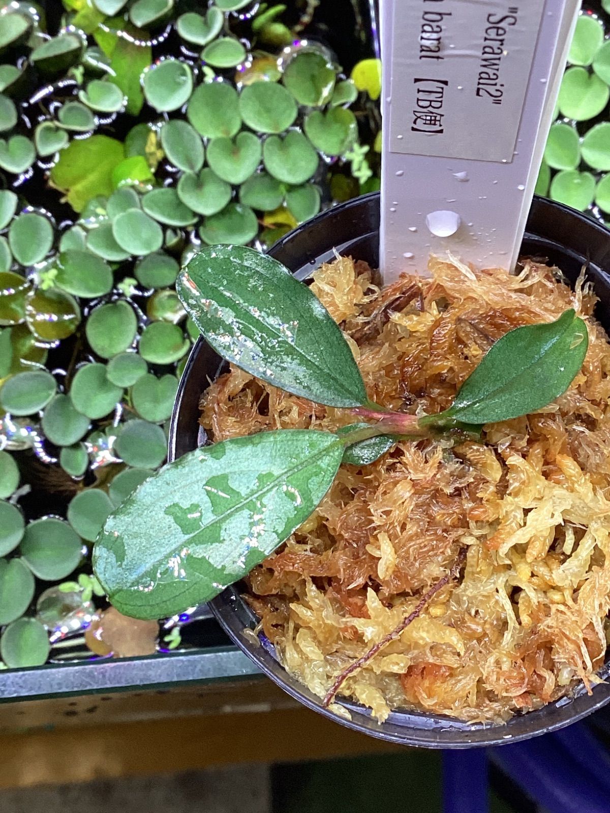 Bucephalandra sp. “Serawai2” Sintang Kalimantan barat【TB】