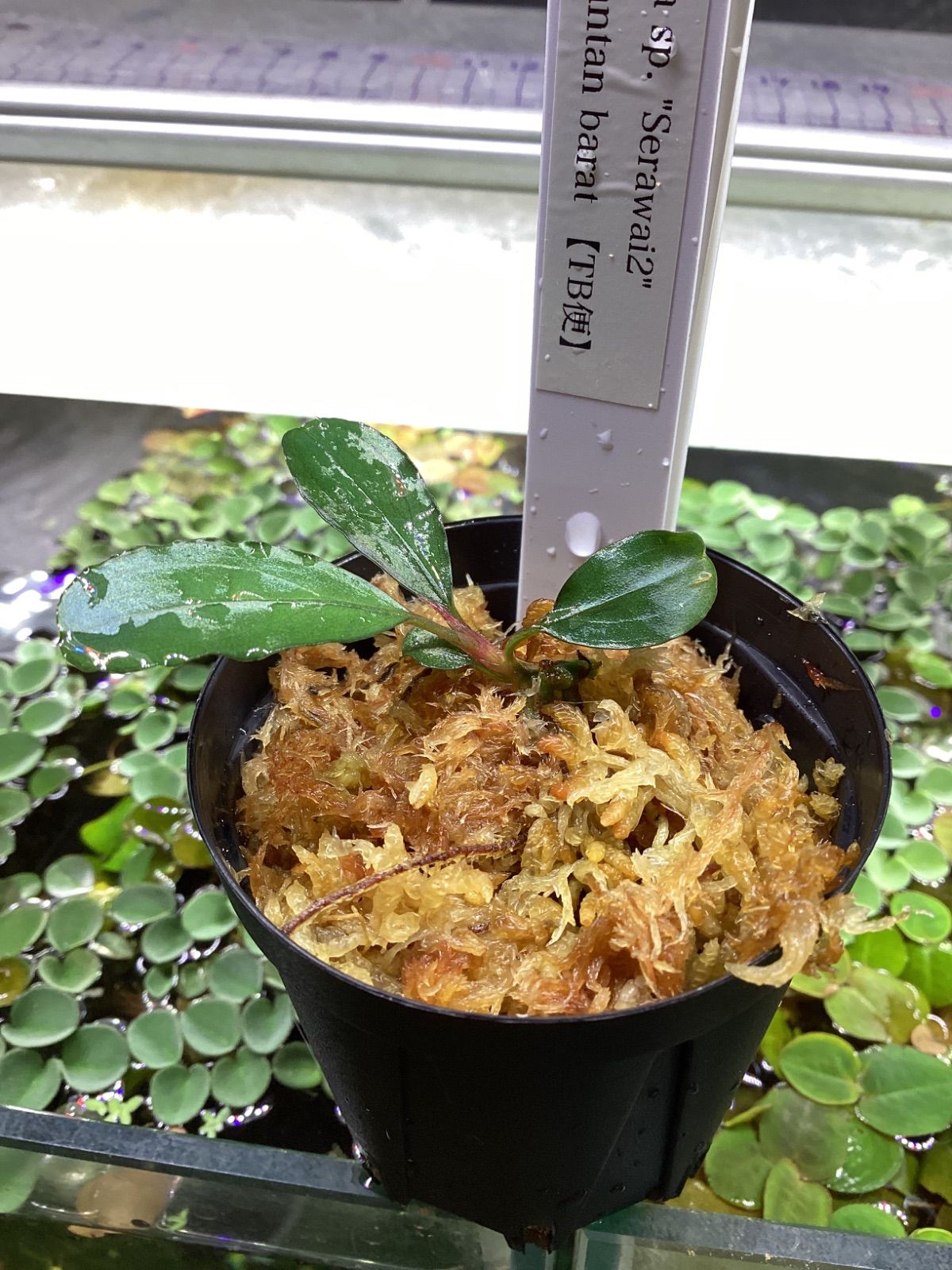 Bucephalandra sp. “Serawai2” Sintang Kalimantan barat【TB】