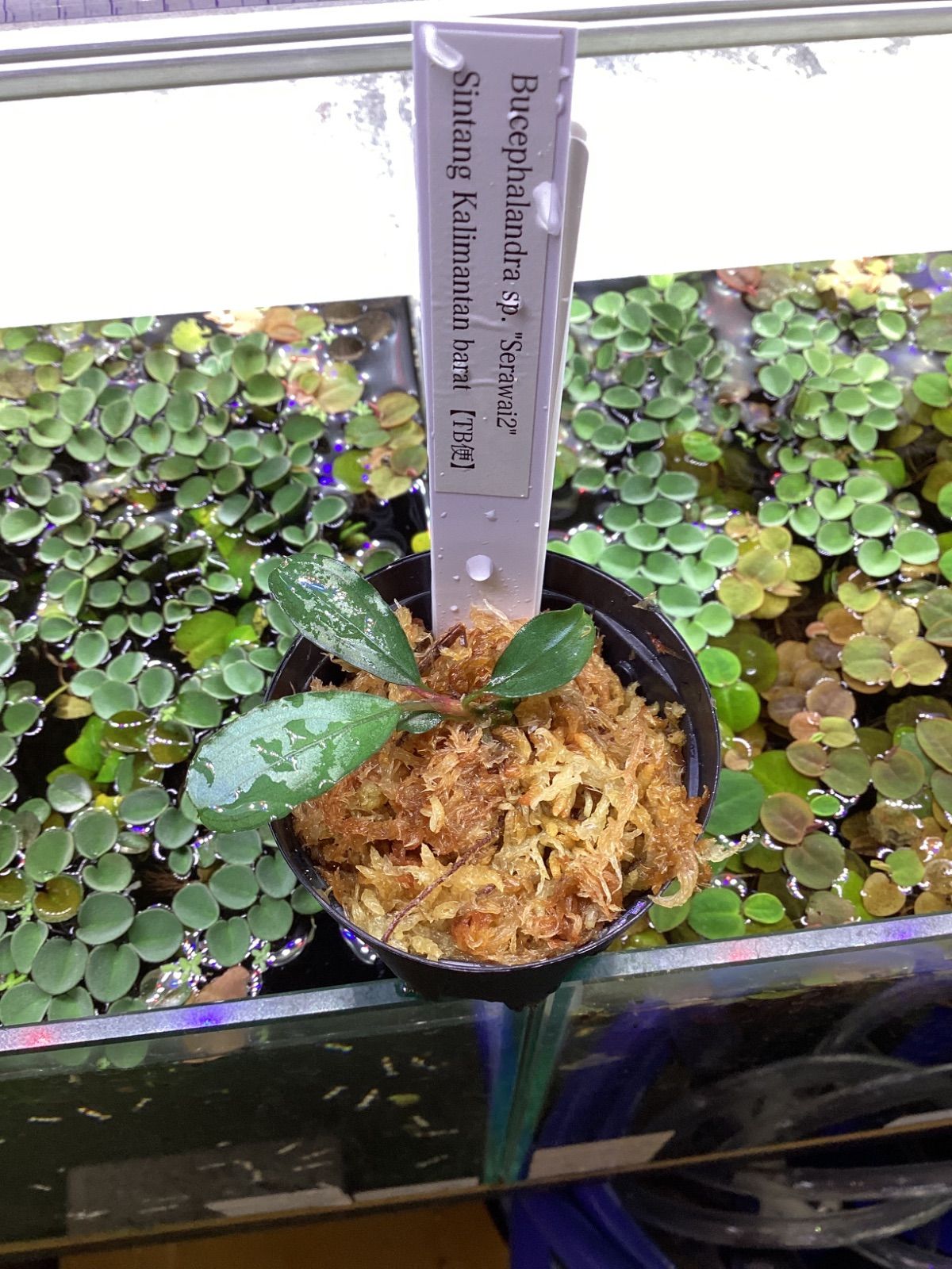 Bucephalandra sp. “Serawai2” Sintang Kalimantan barat【TB】