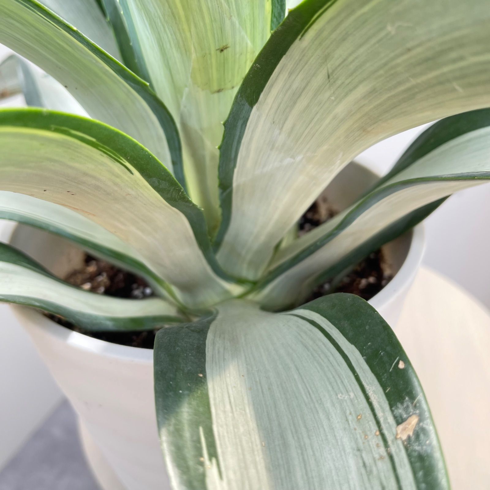 アガベ クイックシルバー【現品】☆希少☆ 観葉植物 屋外 ドライ