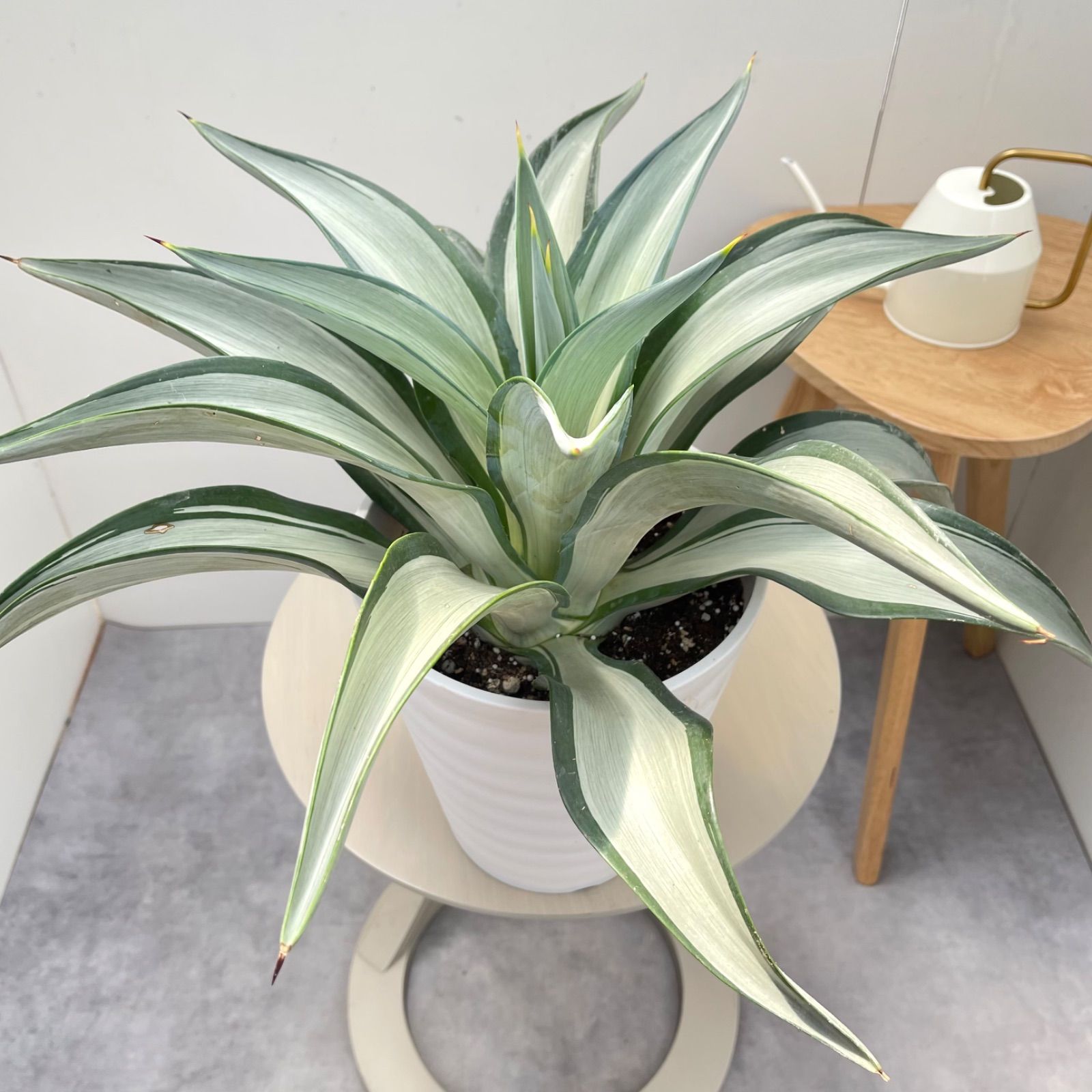 アガベ クイックシルバー【現品】☆希少☆ 観葉植物 屋外 ドライ