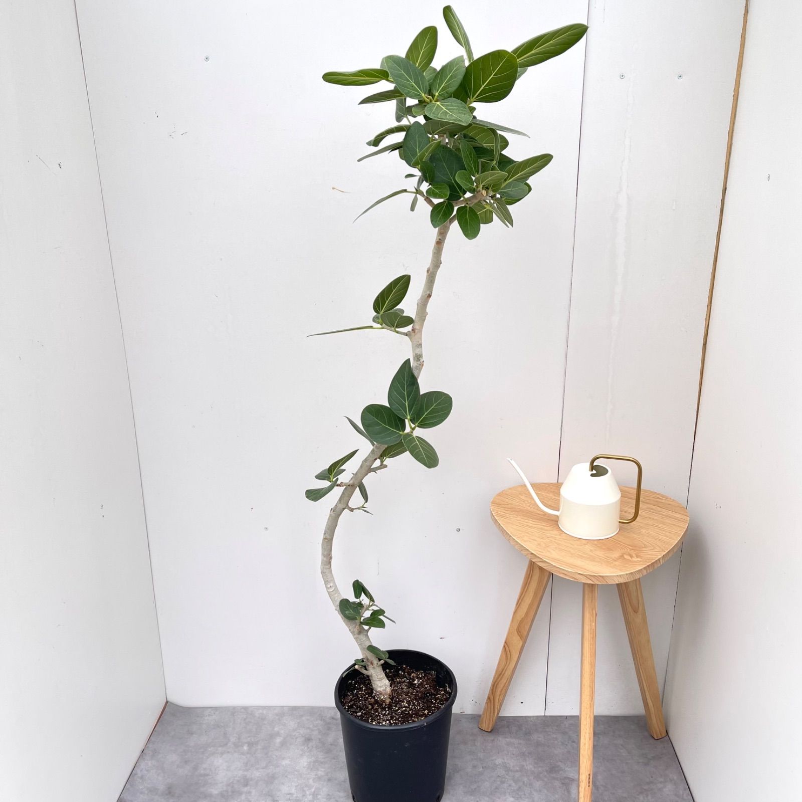 フィカス　ベンガレンシス　曲がり　30【現品】観葉植物　大型　室内