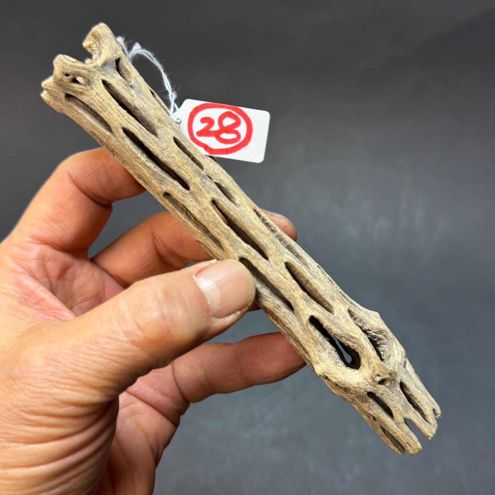 現品販売No.28＊ ミニカクタススケルトン＊ 最大H高:15.5cm / 最大W幅