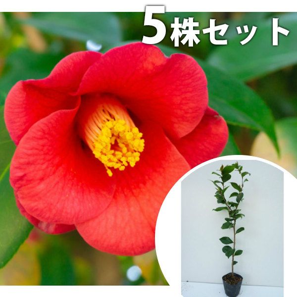 中国 剔紅 堆朱 内黒漆 花文 蓋物 G R6246B