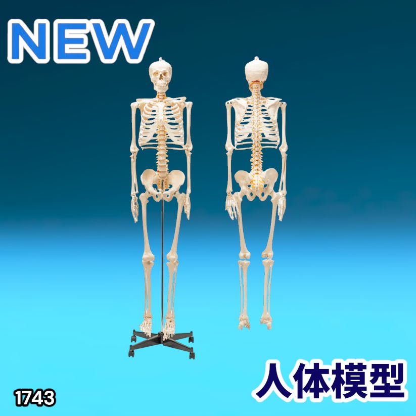 #1743 全身 人体 模型 170cm 神経根有り 全身 骨格 標本 骸骨 人骨 ガイコツ 靭帯 大学 病院 研究 理科 医学 医療 整骨 整体 鍼灸 医院 ※一部地域離島別途配送料有
