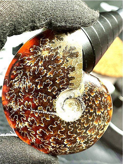 ☆貴重－アンモナイト縫合線オパール化石標本B91U3/30U13D - メルカリ