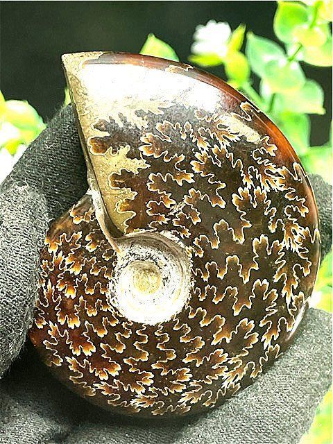 ★貴重－アンモナイト縫合線オパール化石標本B91U3/280U40C ☆貴重－アンモナイト縫合線オパール化石標本B91U3/30U13D - メルカリ