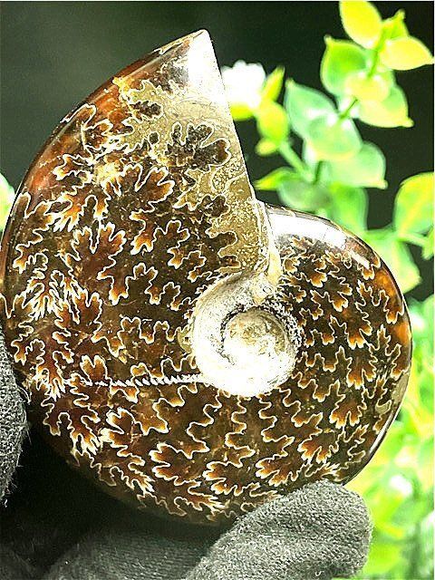 ☆貴重－アンモナイト縫合線オパール化石標本B91U3/30U13D - メルカリ