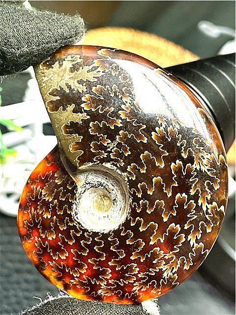 ☆貴重－アンモナイト縫合線オパール化石標本B91U3/30U13D - メルカリ