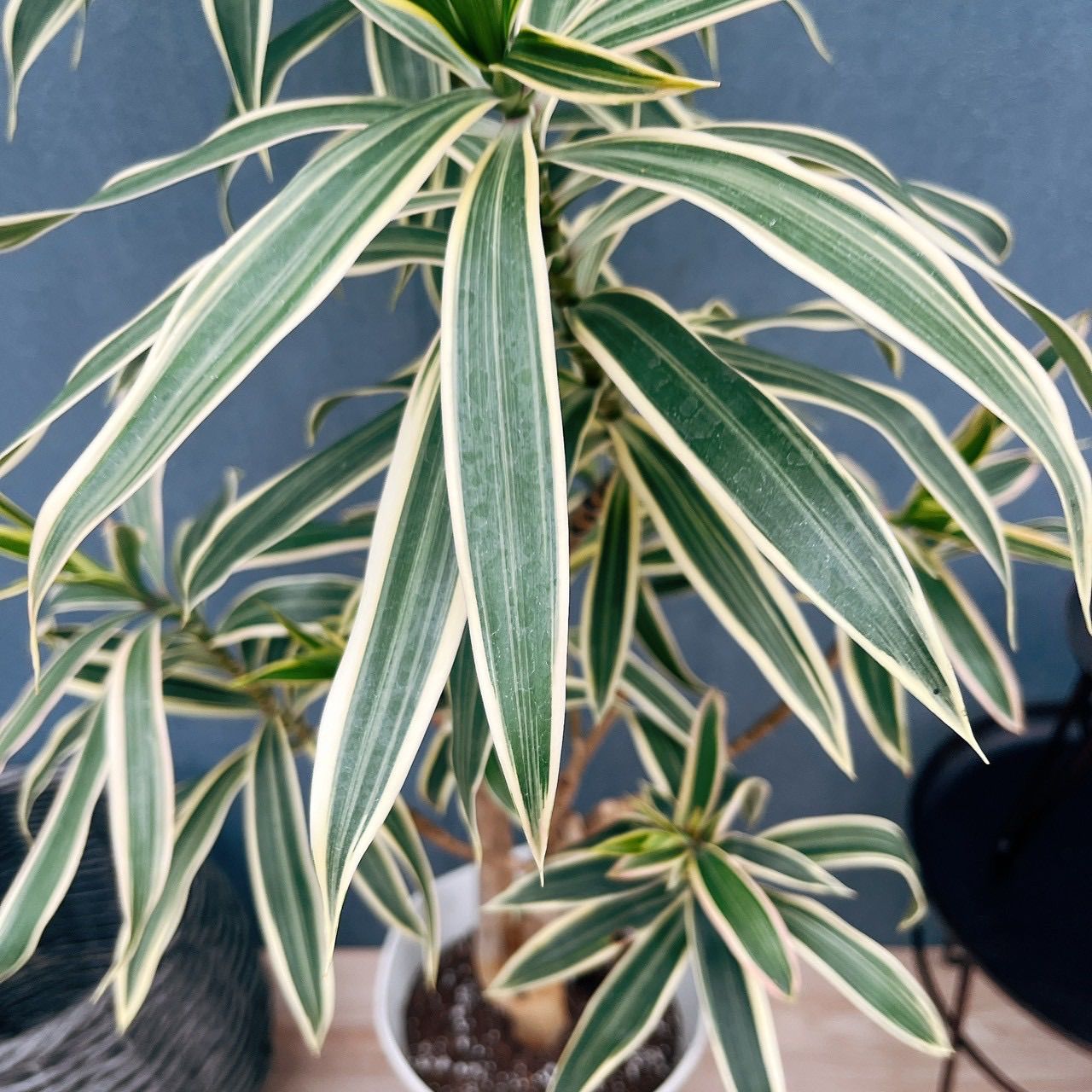 観葉植物 ［現品］【希少】6A ドラセナ リフレクサ グリーンソング