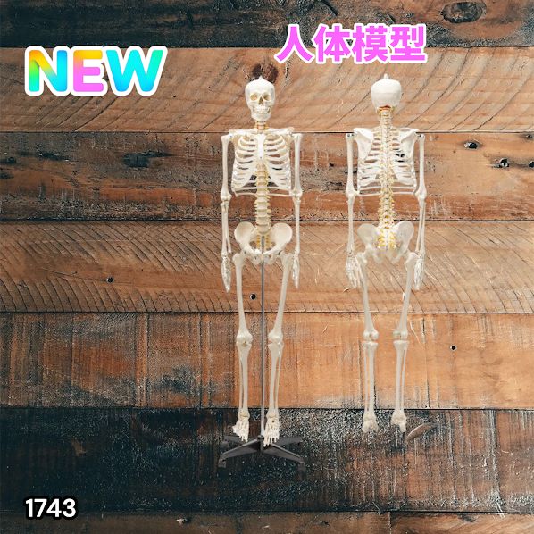 #1743 全身 人体 模型 170cm 神経根有り 全身 骨格 標本 骸骨 人骨 ガイコツ 靭帯 大学 病院 研究 理科 医学 医療 整骨 整体 鍼灸 医院 ※一部地域離島別途配送料有