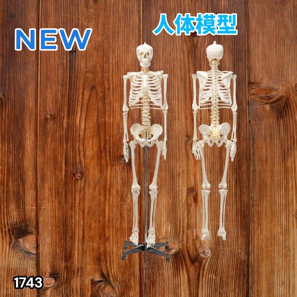 #1743 全身 人体 模型 170cm 神経根有り 全身 骨格 標本 骸骨 人骨 ガイコツ 靭帯 大学 病院 研究 理科 医学 医療 整骨 整体 鍼灸 医院 ※一部地域離島別途配送料有