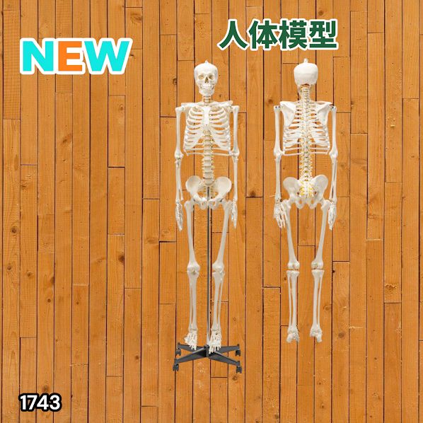 展示品【国際規格認証品】等身大 人体模型 170cm 神経根有り 全身骨格 