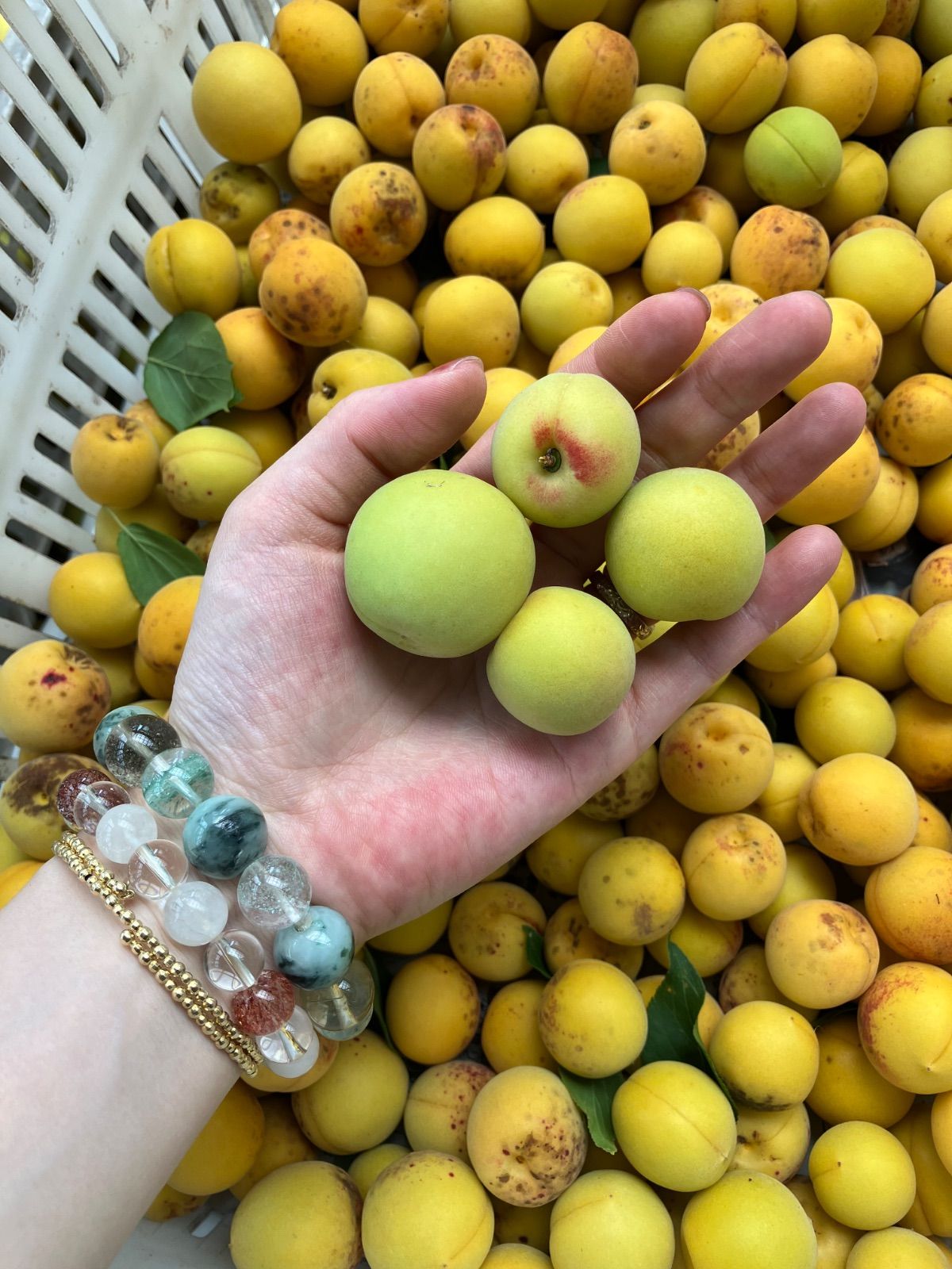 幻の谷沢梅 青梅 1kg 山形県産 朝採り - メルカリ