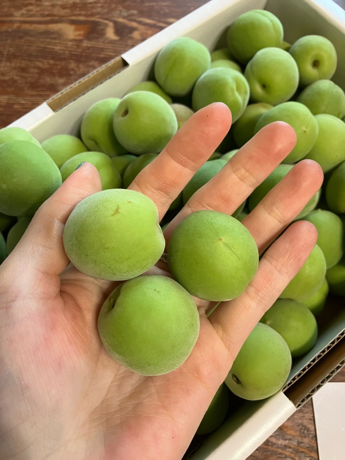 幻の谷沢梅 青梅 1kg 山形県産 朝採り - メルカリ