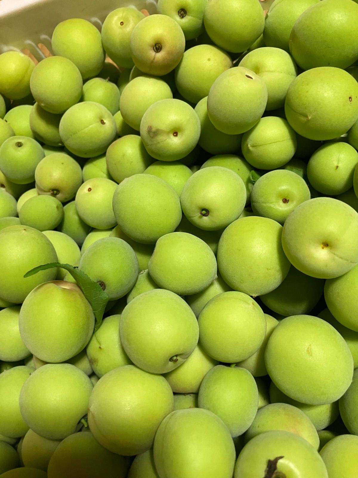 幻の谷沢梅 青梅 1kg 山形県産 朝採り - メルカリ